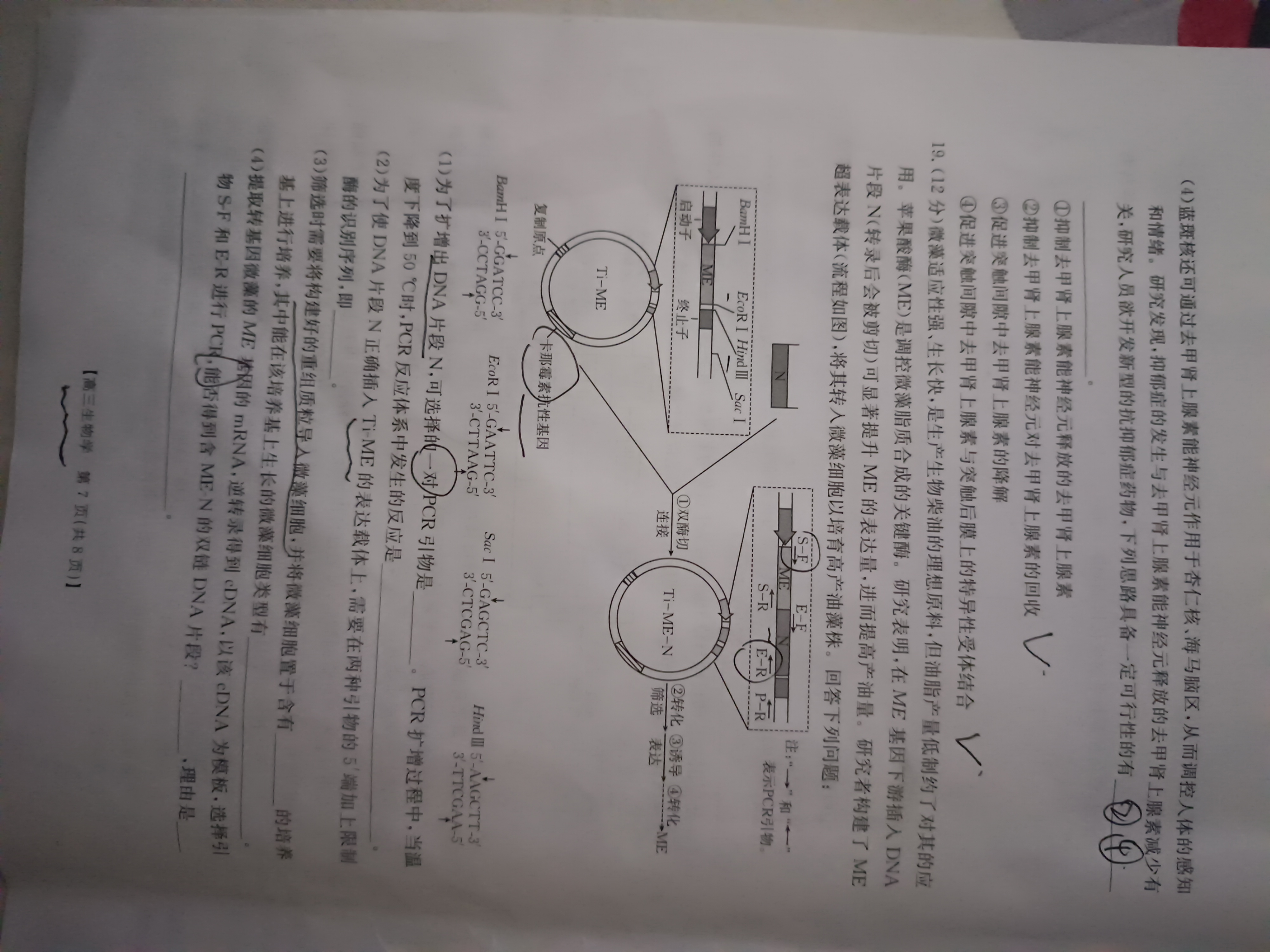 [九师联盟]2026届高三9月开学考(角标含G)生物GX-G答案